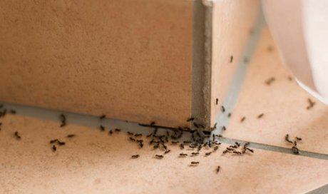 Traitement contre les fourmis à Marseille