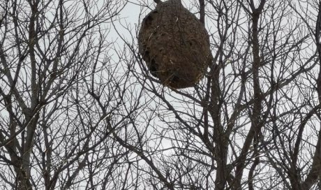 Stop insectes : votre entreprise spécialisée dans la destruction de nids de frelons et guêpes à Marseille et Bouches du Rhône. 