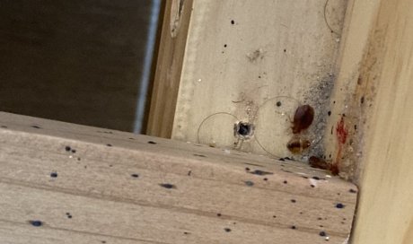 Entreprise de désinsectisation à Marseille Stop insectes : Comment trouver un nid de punaises de lit ? 