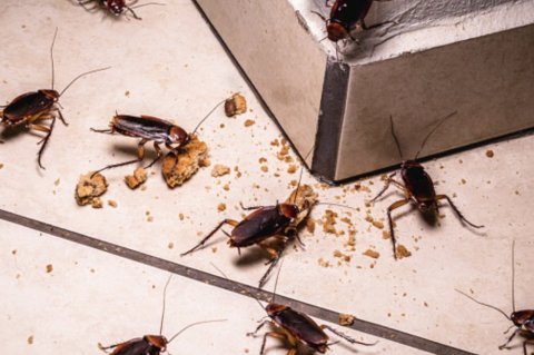 Éliminer les cafards et blattes avec Stop Insectes à Marseille 