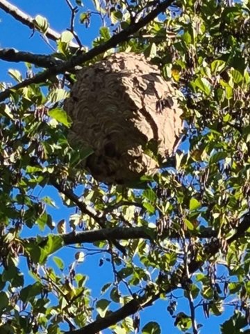 Destruction nids de frelons et guêpes à Marseille avec Stop Insectes 