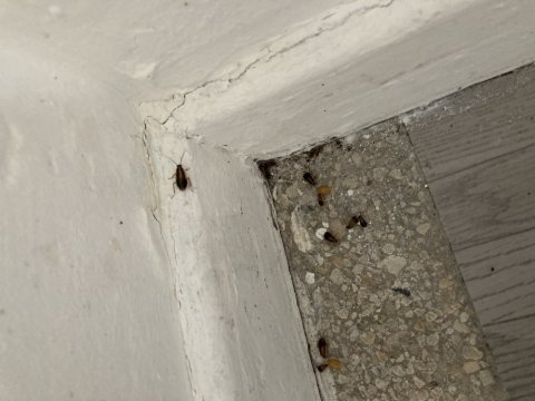 Extermination de cafards dans une maison à Marseille, 3ème arrondissement 