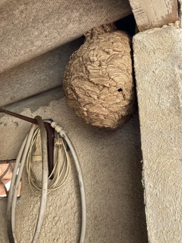 Destruction d'un nid de guêpes ou de frelons dans les combles d'une maison à Marseille et Bouches du Rhône