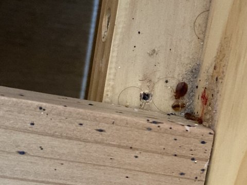 Entreprise de désinsectisation à Marseille Stop insectes : Comment trouver un nid de punaises de lit ? 