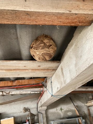 Destruction d'un nid de frelons asiatiques sous un préau à Marseille