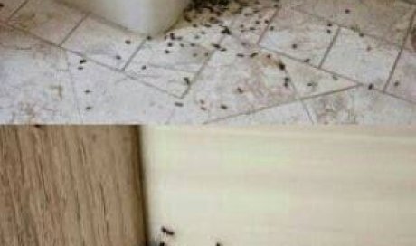 Entreprise de lutte contre une  invasion de fourmis dans une maison à Marseille