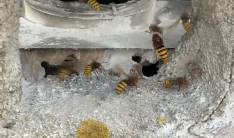Destruction d'un nid de frelons européens dans un conduit de cheminée à Marseille 