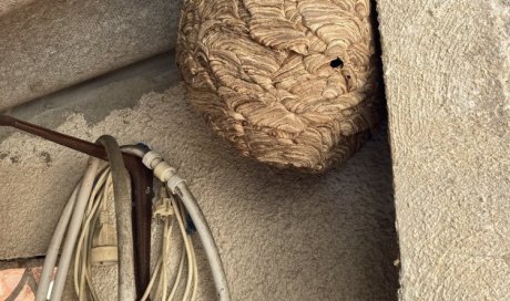 Traitement d'un nid de frelons asiatiques sous un préau à Marseille, Luynes, Les Milles, Gignac-la-nerthe, Cabriès, Simiane, Septèmes-les-vallons.