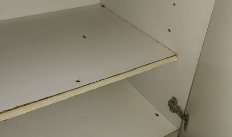 Stop Insectes Marseille - Entreprise de désinsectisation