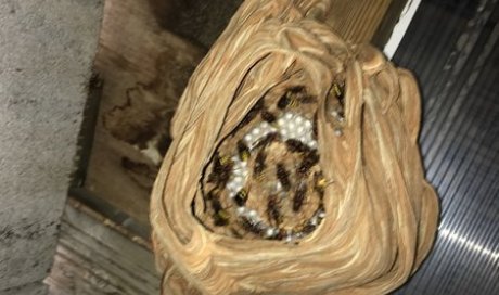 Stop Insectes Marseille - Entreprise de destruction de nids de guêpes et frelons