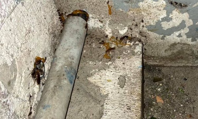 Entreprise de désinsectisation de cafards et blattes à Marseille