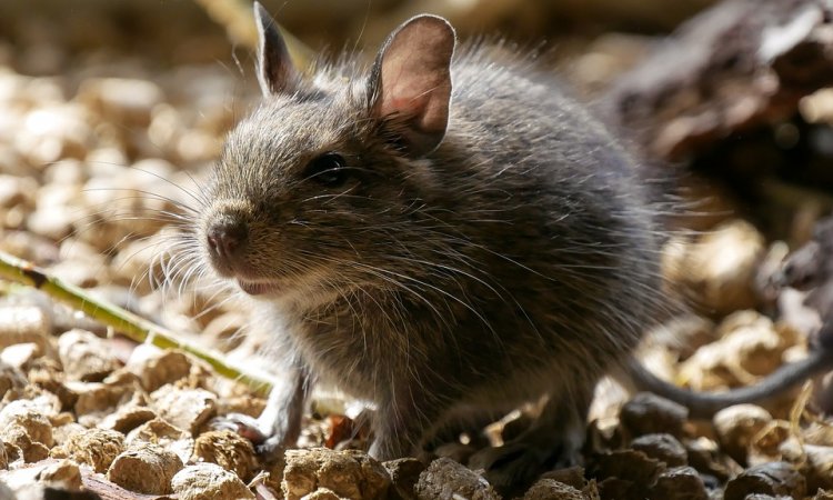 Comment se débarrasser d'un rat ou d'une souris dans un faux plafond ? 