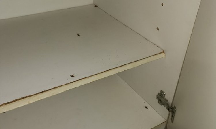 Stop Insectes Marseille - Entreprise de désinsectisation
