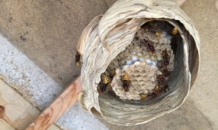 Stop Insectes Marseille - Entreprise de destruction de nids de guêpes et frelons